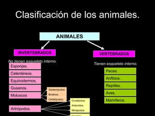 Clasificación de los animales.
ANIMALES
INVERTEBRADOS VERTEBRADOS
No tienen esqueleto interno.
Tienen esqueleto interno.
Esponjas.
Celentéreos.
Equinodermos.
Moluscos
Artrópodos.
Gasterópodos
.
Bivalvos.
Cefalópodos. Crustáceos.
Arácnidos.
Miriápodos.
Peces.
Anfibios.
Reptiles.
Aves.
Mamíferos.
Gusanos.
 