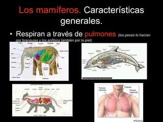 Los mamíferos. Características
generales.
• Respiran a través de pulmones (los peces lo hacían
por branquias y los anfibios también por la piel).
 