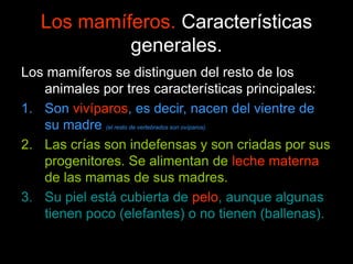 Los mamíferos. Características
generales.
Los mamíferos se distinguen del resto de los
animales por tres características principales:
1. Son vivíparos, es decir, nacen del vientre de
su madre (el resto de vertebrados son ovíparos).
2. Las crías son indefensas y son criadas por sus
progenitores. Se alimentan de leche materna
de las mamas de sus madres.
3. Su piel está cubierta de pelo, aunque algunas
tienen poco (elefantes) o no tienen (ballenas).
 