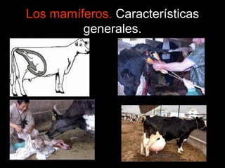 Los mamíferos. Características
generales.
 