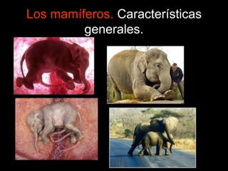 Los mamíferos. Características
generales.
 