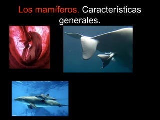 Los mamíferos. Características
generales.
 