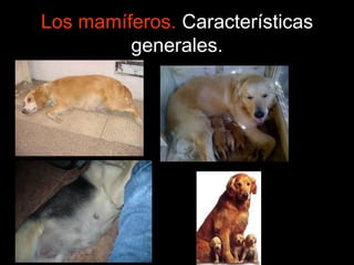 Los mamíferos. Características
generales.
 