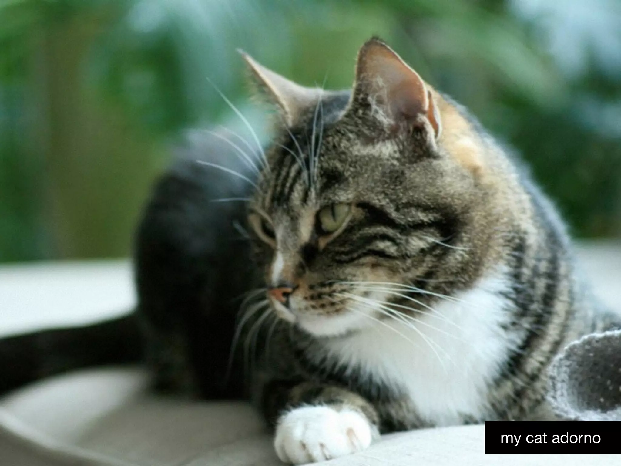 my cat adorno
 
