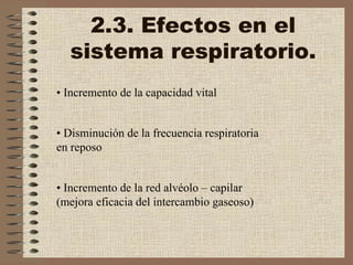 2.3. Efectos en el sistema respiratorio. •  Incremento de la capacidad vital  •  Disminución de la frecuencia respiratoria en reposo  •  Incremento de la red alvéolo – capilar (mejora eficacia del intercambio gaseoso)  