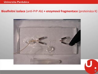 Bioaﬁnitní	
  izolace	
  (anN-­‐PrP	
  Ab)	
  +	
  enzymová	
  fragmentace	
  (proteináza	
  K)	
  	
  
 