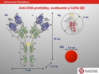 Anti-OVA protilátky, ovalbumin a CdTe QD

Ab                           Ag
                                               6 nm




                          15 nm


                                 QD   3.5 nm




                        3.5 nm
        7 nm
 
