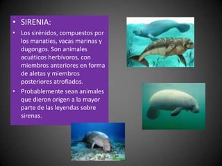 SIRENIA:Los sirénidos, compuestos por los manatíes, vacas marinas y dugongos. Son animales acuáticos herbívoros, con miembros anteriores en forma de aletas y miembros posteriores atrofiados.Probablemente sean animales que dieron origen a la mayor parte de las leyendas sobre sirenas.