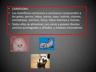 CARNÍVORA: Los mamíferos carniceros o carnívoros comprenden a los gatos, perros, lobos, zorros, osos, nutrias, visones, comadrejas, zorrinos, focas, lobos marinos y morsas.Todos ellos se alimentan con carne y poseen dientes caninos puntiagudos y afilados, y molares trituradores.