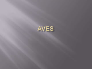 Aves