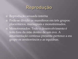 ReproduçãoReprodução sexuada internaPode-se dividir os mamíferos em três grupos: placentários, marsupiais e monotremados.Monotremados: Todo o desenvolvimento é feito fora da mãe dentro de um ovo. A amamentação continua presente.pertence a ess grupo os ornitorrincos e as equidnas.
