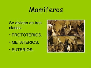 Mamíferos
Se dividen en tres
clases:
• PROTOTERIOS.
• METATERIOS.
• EUTERIOS.
 
