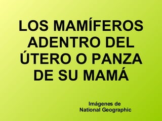 LOS MAMÍFEROS ADENTRO DEL ÚTERO O PANZA DE SU MAMÁ Imágenes de  National Geographic 