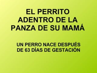 EL PERRITO ADENTRO DE LA PANZA DE SU MAMÁ UN PERRO NACE DESPUÉS DE 63 DÍAS DE GESTACIÓN 