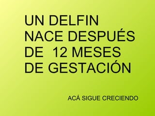 UN DELFIN NACE DESPUÉS DE  12 MESES  DE GESTACIÓN ACÁ SIGUE CRECIENDO 