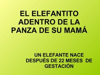 EL ELEFANTITO ADENTRO DE LA PANZA DE SU MAMÁ UN ELEFANTE NACE DESPUÉS DE 22 MESES  DE GESTACIÓN 