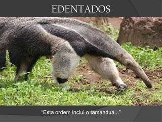 EDENTADOS

“Esta ordem inclui o tamanduá...”

 