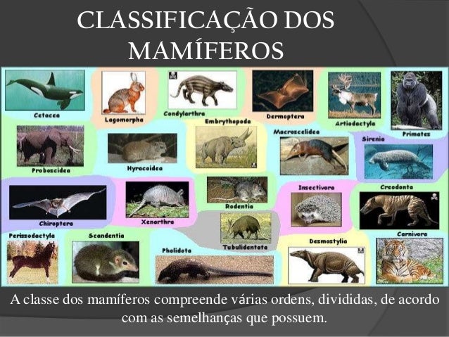 Mamíferos