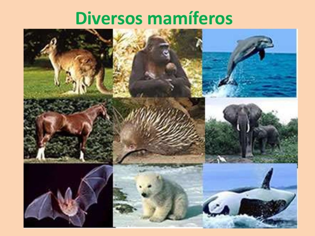 Quais Sao As Duas Ordens De Mamiferos Exclusivamente Aquaticos