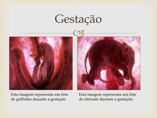 
Gestação
Esta imagem representa um feto
de golfinho durante a gestação
Esta imagem representa um feto
de elefante durante a gestação.
 