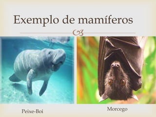 
Peixe-Boi Morcego
Exemplo de mamíferos
 