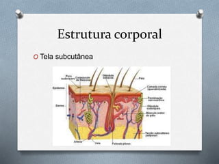 Estrutura corporal
O Tela subcutânea
 