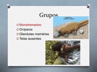 Grupos
O Monotremados:
O Ovíparos
O Glandulas mamárias
O Tetas ausentes
 