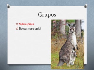 Grupos
O Marsupiais
O Bolsa marsupial
 