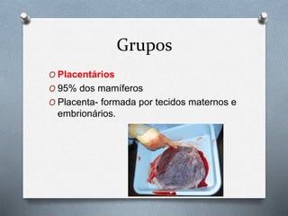 Grupos
O Placentários
O 95% dos mamíferos
O Placenta- formada por tecidos maternos e
embrionários.
 