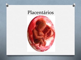 Placentários
 