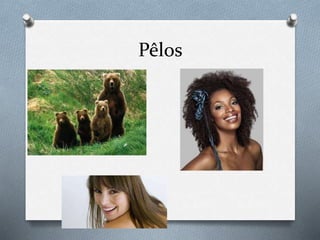 Pêlos
 