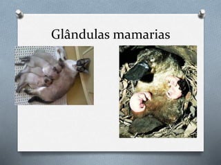 Glândulas mamarias
 