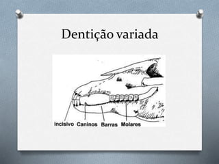 Dentição variada
 