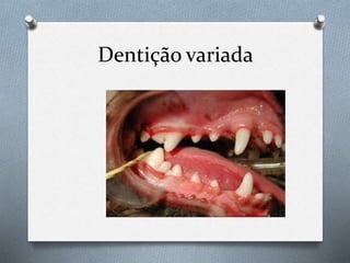 Dentição variada
 
