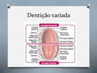 Dentição variada
 