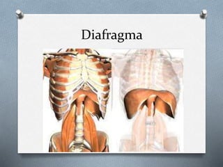 Diafragma
 