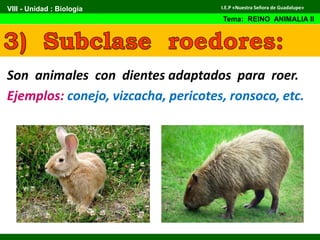 Son animales con dientes adaptados para roer.
Ejemplos: conejo, vizcacha, pericotes, ronsoco, etc.
VIII - Unidad : Biología
Tema: REINO ANIMALIA II
I.E.P «Nuestra Señora de Guadalupe»
 