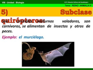 Son animales nocturnos voladores, son
carnívoros, se alimentan de insectos y otros de
peces.
Ejemplo: el murciélago.
VIII - Unidad : Biología
Tema: REINO ANIMALIA II
I.E.P «Nuestra Señora de Guadalupe»
 