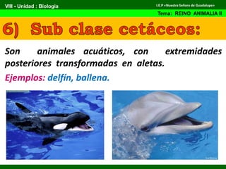 Son animales acuáticos, con extremidades
posteriores transformadas en aletas.
Ejemplos: delfín, ballena.
VIII - Unidad : Biología
Tema: REINO ANIMALIA II
I.E.P «Nuestra Señora de Guadalupe»
 