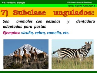 Son animales con pezuñas y dentadura
adaptadas para pastar.
Ejemplos: vicuña, cebra, camello, etc.
VIII - Unidad : Biología
Tema: REINO ANIMALIA II
I.E.P «Nuestra Señora de Guadalupe»
 