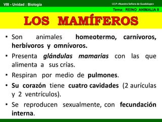 • Son animales homeotermo, carnívoros,
herbívoros y omnívoros.
• Presenta glándulas mamarias con las que
alimenta a sus crías.
• Respiran por medio de pulmones.
• Su corazón tiene cuatro cavidades (2 aurículas
y 2 ventrículos).
• Se reproducen sexualmente, con fecundación
interna.
VIII - Unidad : Biología
Tema: REINO ANIMALIA II
I.E.P «Nuestra Señora de Guadalupe»
 