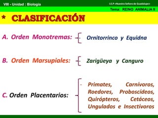 A. Orden Monotremas:
B. Orden Marsupiales:
C. Orden Placentarios:
- Ornitorrinco y Equidna
- Zarigüeya y Canguro
- Primates, Carnívoros,
Roedores, Proboscídeos,
Quirópteros, Cetáceos,
Ungulados e Insectívoros
VIII - Unidad : Biología
Tema: REINO ANIMALIA II
I.E.P «Nuestra Señora de Guadalupe»
 