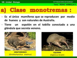 - Es el único mamíferos que se reproducen por medio
de huevos y son naturales de Australia.
- Tiene un espolón en el tobillo conectado a una
glándula que secreta veneno.
ORNITORRINCO
(Ornithorhynchus anatinus)
EQUIDNA
(Zaglossus bruijni)
VIII - Unidad : Biología
Tema: REINO ANIMALIA II
I.E.P «Nuestra Señora de Guadalupe»
 