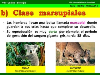 - Las hembras llevan una bolsa llamada marsupial donde
guardan a sus crías hasta que complete su desarrollo.
- Su reproducción es muy corta por ejemplo, el periodo
de gestación del canguro gigante gris, tarda 38 días.
KOALA
(Dentadura cinereus)
VIII - Unidad : Biología
Tema: REINO ANIMALIA II
I.E.P «Nuestra Señora de Guadalupe»
CANGURO
(Macropus rufus)
 