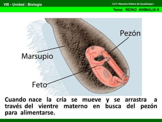 Cuando nace la cría se mueve y se arrastra a
través del vientre materno en busca del pezón
para alimentarse.
VIII - Unidad : Biología
Tema: REINO ANIMALIA II
I.E.P «Nuestra Señora de Guadalupe»
 