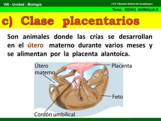 Son animales donde las crías se desarrollan
en el útero materno durante varios meses y
se alimentan por la placenta alantoica.
VIII - Unidad : Biología
Tema: REINO ANIMALIA II
I.E.P «Nuestra Señora de Guadalupe»
 