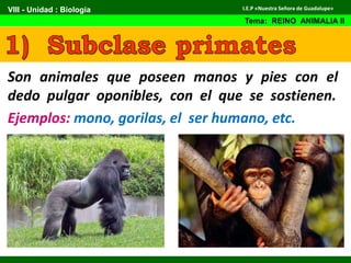 Son animales que poseen manos y pies con el
dedo pulgar oponibles, con el que se sostienen.
Ejemplos: mono, gorilas, el ser humano, etc.
VIII - Unidad : Biología
Tema: REINO ANIMALIA II
I.E.P «Nuestra Señora de Guadalupe»
 