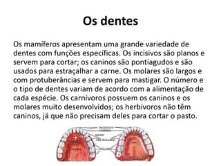 Os dentes
Os mamíferos apresentam uma grande variedade de
dentes com funções específicas. Os incisivos são planos e
servem para cortar; os caninos são pontiagudos e são
usados para estraçalhar a carne. Os molares são largos e
com protuberâncias e servem para mastigar. O número e
o tipo de dentes variam de acordo com a alimentação de
cada espécie. Os carnívoros possuem os caninos e os
molares muito desenvolvidos; os herbívoros não têm
caninos, já que não precisam deles para cortar o pasto.
 