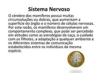 Sistema Nervoso
O cérebro dos mamíferos possui muitas
circunvoluções ou dobras, que aumentam a
superfície do órgão e o número de células nervosas.
Por esta razão, os mamíferos desenvolveram um
comportamento complexo, que pode ser percebido
em atitudes como as estratégias de caça, o cuidado
com os filhotes, a adaptação a qualquer ambiente e
os diferentes sistemas de comunicação
estabelecidos entre os indivíduos da mesma
espécie.
 