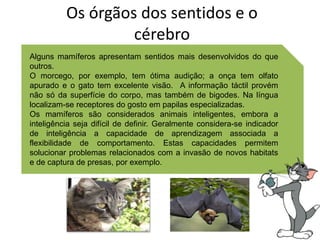 Alguns mamíferos apresentam sentidos mais desenvolvidos do que
outros.
O morcego, por exemplo, tem ótima audição; a onça tem olfato
apurado e o gato tem excelente visão. A informação táctil provém
não só da superfície do corpo, mas também de bigodes. Na língua
localizam-se receptores do gosto em papilas especializadas.
Os mamíferos são considerados animais inteligentes, embora a
inteligência seja difícil de definir. Geralmente considera-se indicador
de inteligência a capacidade de aprendizagem associada a
flexibilidade de comportamento. Estas capacidades permitem
solucionar problemas relacionados com a invasão de novos habitats
e de captura de presas, por exemplo.
Os órgãos dos sentidos e o
cérebro
 